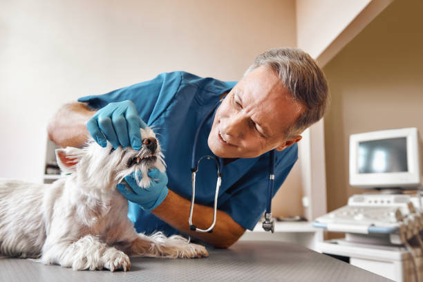 Best Emergency Care for Gum Disease in Brownville, NJ